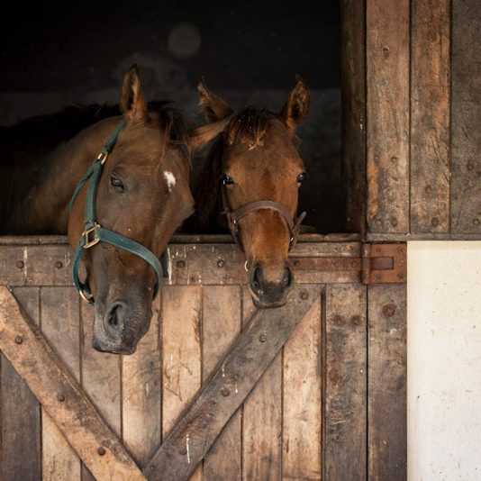 stables